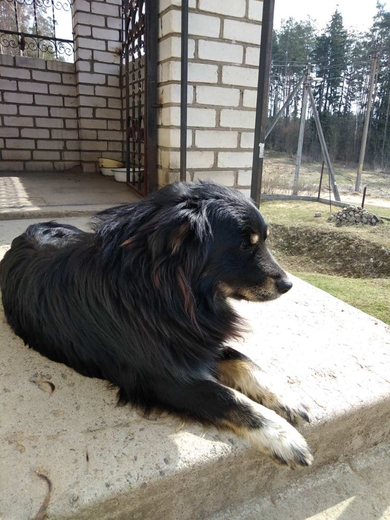 найдена собака в районе Стайки, Ельница