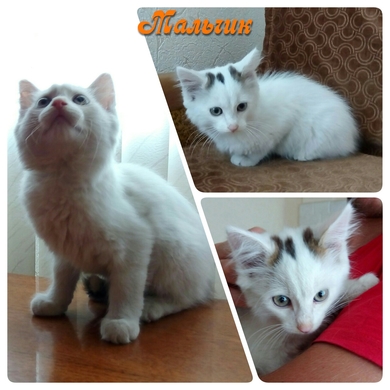 Маленькие белые котята ищут дом!