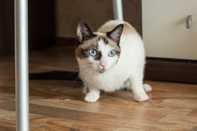 Кошечка Милка