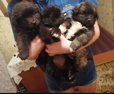 Маленьким щенкам нужна передержка или дом, фото 2