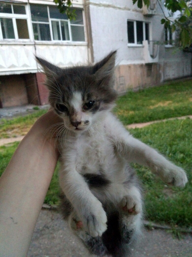 СРОЧНО ищет дом котёнок!