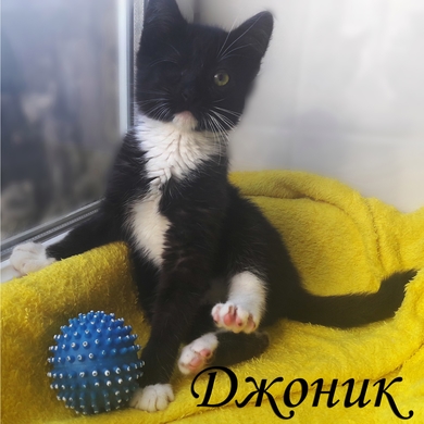 Особенный и неповторимый котёнок.