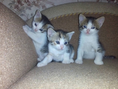 Котята в добрые руки