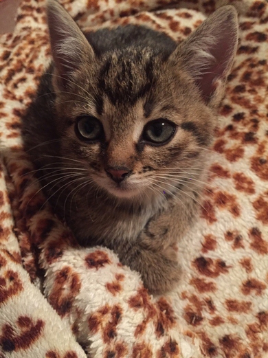 Маленькая тигровая кошечка ищет дом., фото 2