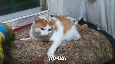 Красавчик Арчик очень хочет ДОМОЙ!