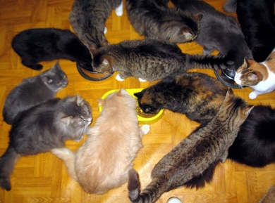 Стихийнику нужна помощь кормом! 12 котов на грани голода! Коты ищут дом!