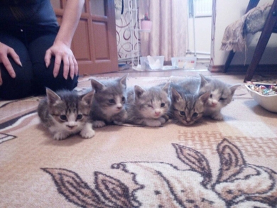 Котята,  1 месяц., фото 3
