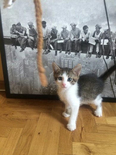 Котенок в дар, фото 4