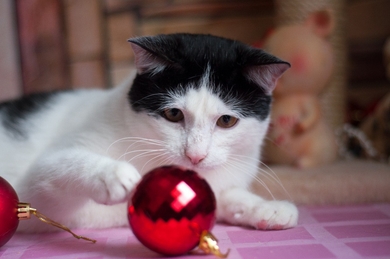 Котик Мартин - кастрированный и привитый котик в дар, фото 2