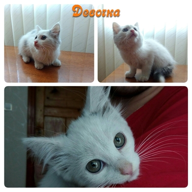 Маленькие белые котята ищут дом!, фото 2