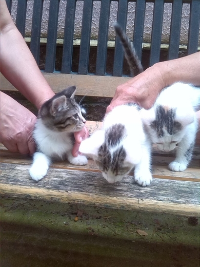 ОЧЕНЬ СРОЧНО котятам нужен дом!