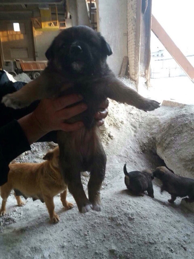 Щенки СРОЧНО ищут ДОМ!