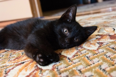 Срочно!!! Отдаю котенка по имени Том, 5-6 месяцев.