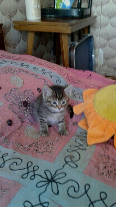 В ответственные руки котята., фото 3