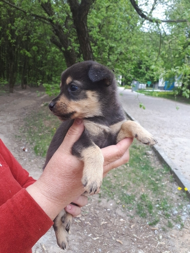 Маленький щенок в добрые руки