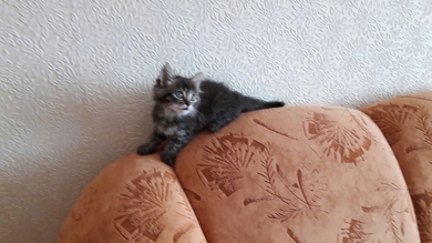 Котёнок в добрые руки!, фото 3