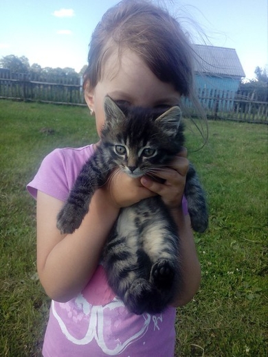 Котята в добрые и ответственные руки.
