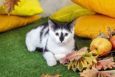 Хороший котёнок Морис., фото 2