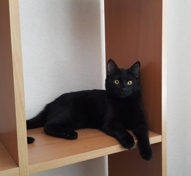 Котёнок в добрые руки!