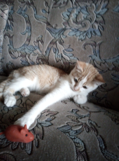 Красивый котенок в дар, фото 2