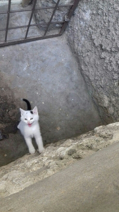 Красивые котята СРОЧНО ищут дом., фото 4