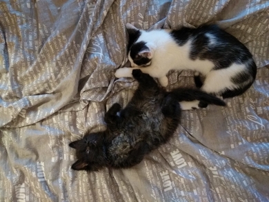 Котёнок чёрный