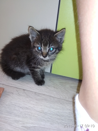 Красивый котенок в добрые руки