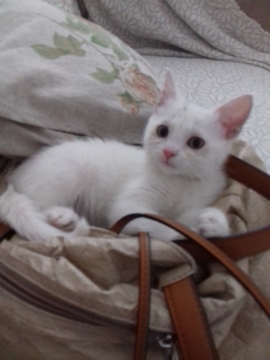 Красивый котенок в дар