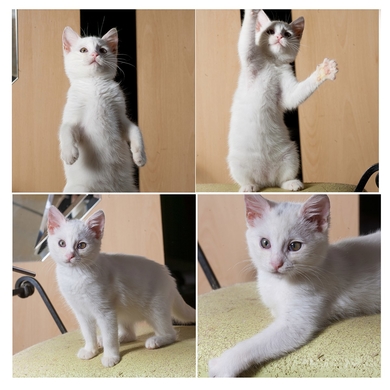 Кот белый в дар.