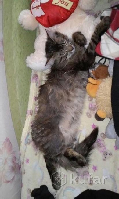 Отдам в хорошие и ответственные руки шикарного кота - подростка., фото 2