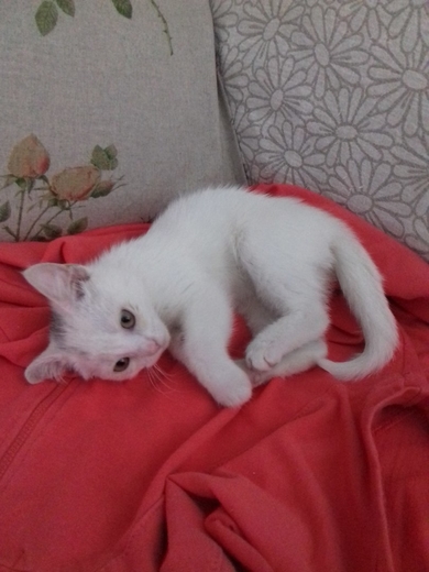 Красивый котенок в дар, фото 3