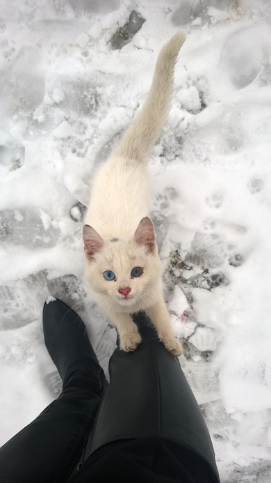 Котенок