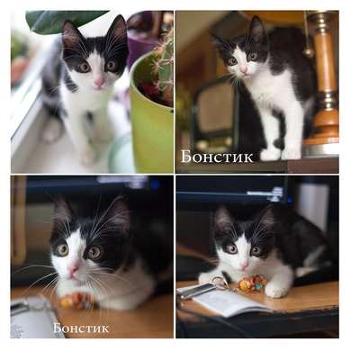 Котёнок Бонстик ищет дом!