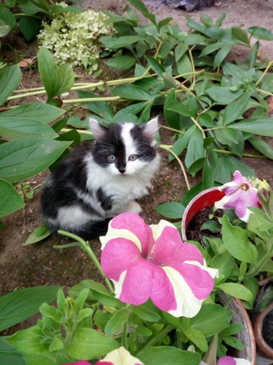 Отдам котят в ответственные руки., фото 3