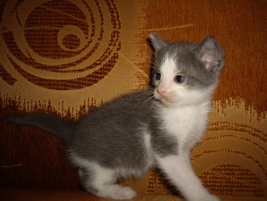 Котёнок в добрые руки!, фото 2