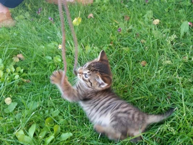 Потешный котёнок ищет дом!, фото 2