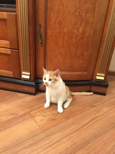Рыжее солнышко котенок в дар, фото 4