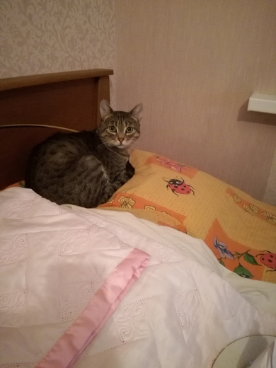 Молоденький кот Кузя ищет дом и любящих котородителей.