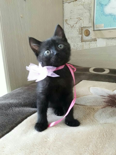 Отдам в ответственные руки кошечку.