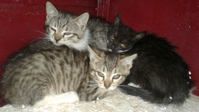 СРОЧНО!!! Новая домашняя кошка и три котенка в САХе., фото 3