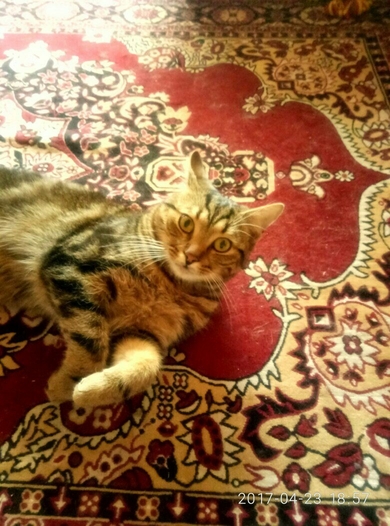 В ответственные руки котёнок.