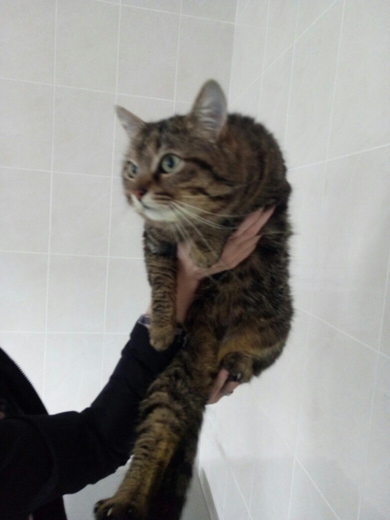 Отдам в ответственные руки молодого кота!