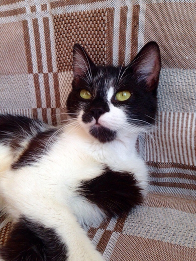 Классный котёнок Майк, фото 2