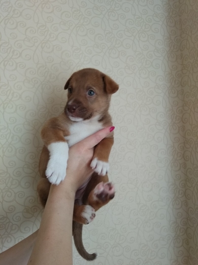 Щенок девочка