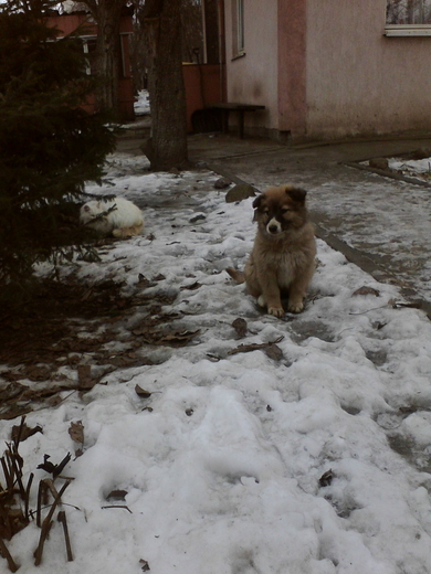Щенки срочно ищут дом!!!, фото 2