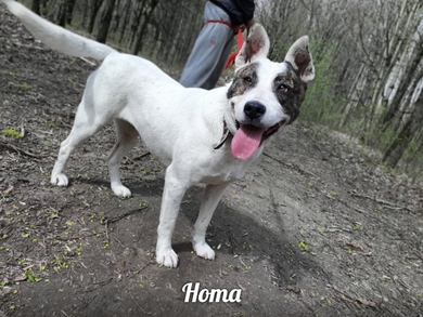 Нотка ищет дом