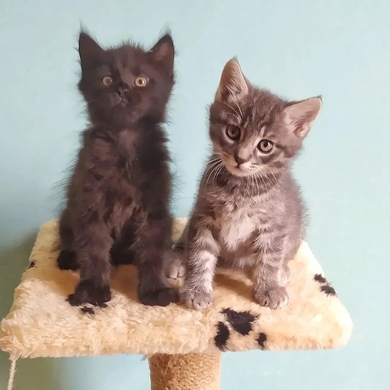 Три прекрасных которебенка в поисках любящей семьи!, фото 4