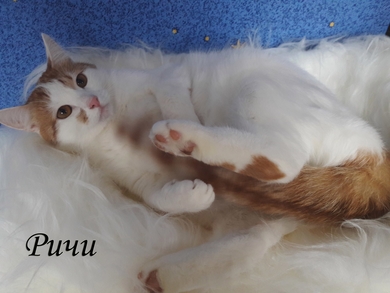 Воистину царственный кот!, фото 3